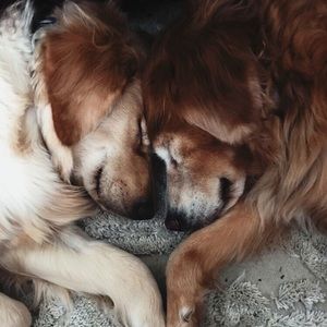 Meet your Posher, Liv